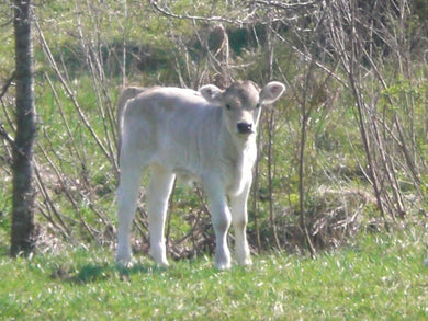 WHAT HAPPENS AT CALF BIRTHDAY PARTIES?