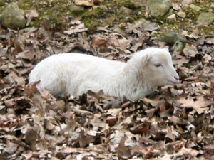 WE HEARD THE SHEEP LOVE CLASSICAL MUSIC. WHICH COMPOSER IS THEIR FAVORITE?