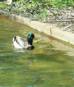 EVERY MORNING, THE DUCK FAMILY'S ALARM CLOCK RINGS AT...