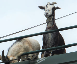 LOOK AT THAT GOAT WAY UP THERE ON THAT MOUNTAIN! WHAT'S HIS NAME?