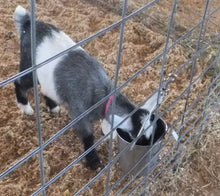 BABY GOATS LOVE MUSIC. WHAT'S THEIR FAVORITE SONG?