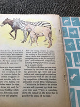 VINTAGE 1961 CHILDREN'S PAPERBACK, "THE HOW AND WHY WONDER BOOK OF HORSES"