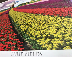 1,000-PIECE  STUNNING, SPECIAL WINDMILL AND RAINBOW-COLORED TULIP FIELD PUZZLE (MADE IN THE USA!)