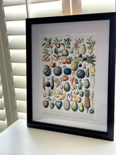 THE MOST GORGEOUS, EXTRA HIGH-QUALITY HEIRLOOM FRUITS MATTED/FRAMED VINTAGE-LOOK PRINT