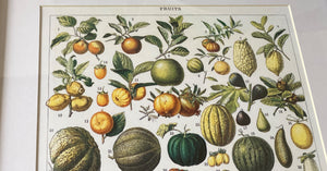 THE MOST GORGEOUS, EXTRA HIGH-QUALITY HEIRLOOM FRUITS MATTED/FRAMED VINTAGE-LOOK PRINT