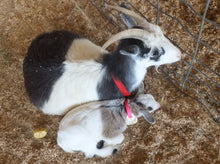 BABY GOATS LOVE MUSIC. WHAT'S THEIR FAVORITE SONG?