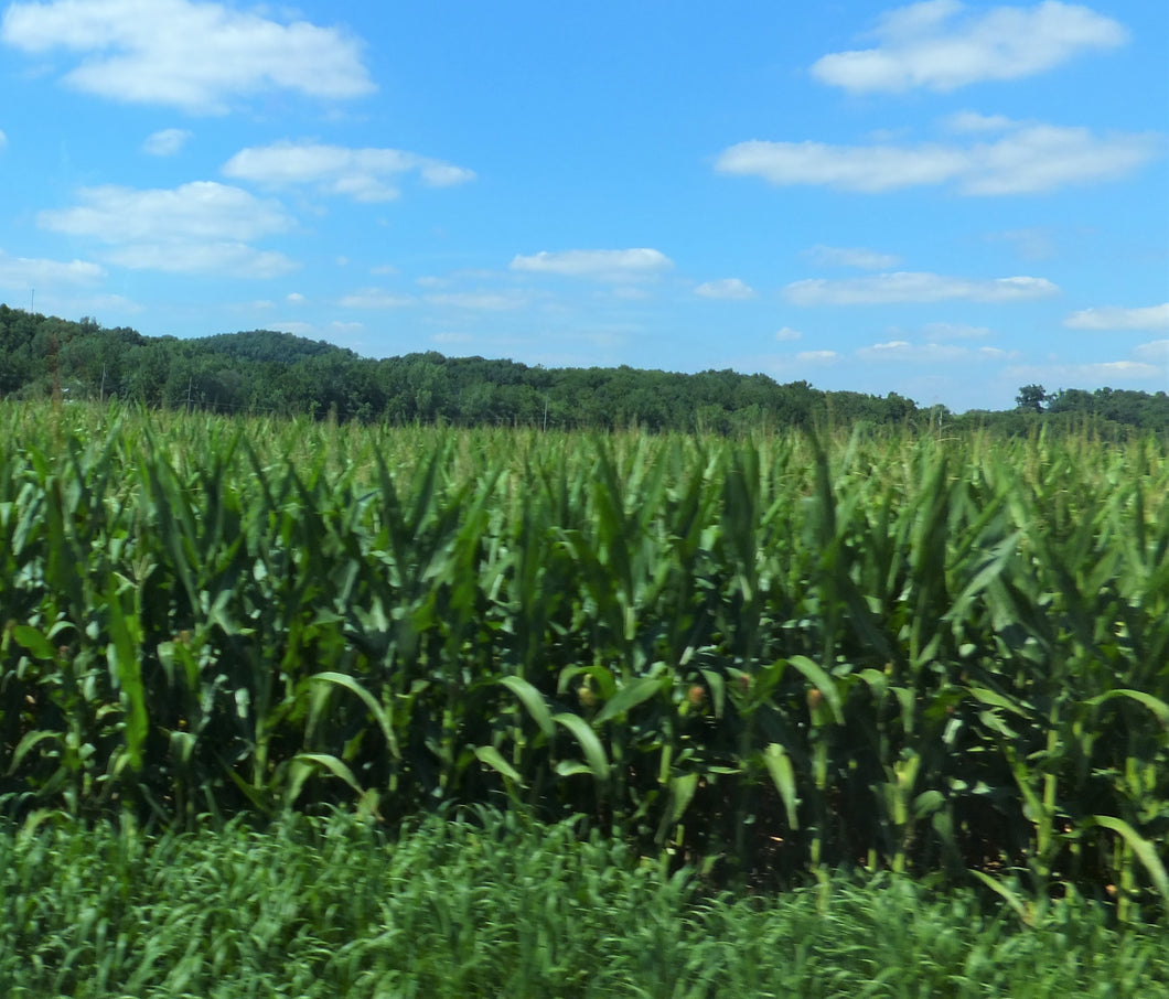 WHAT KIND OF JOKES DO FARMERS LOVE MOST?