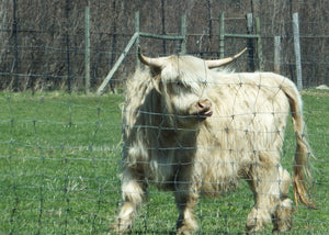 WHERE DO THE COWS GET THEIR NEWS?